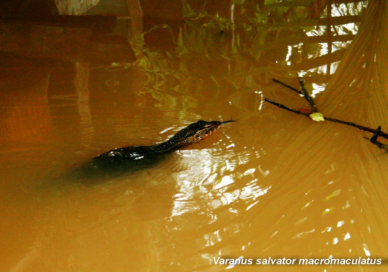 เหี้ย (Varanus salvator macromaculatus)