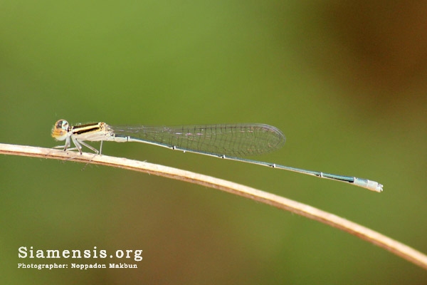 แมลงปอเข็มเรียวปลายฟ้า Aciagrion borneense