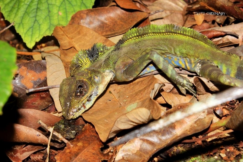 Great angle head lizard corpse