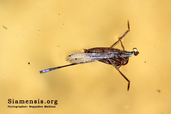 แมลงปอเข็มเรียวม่วง Aciagrion tillyardi โดนมวนวนจับกิน