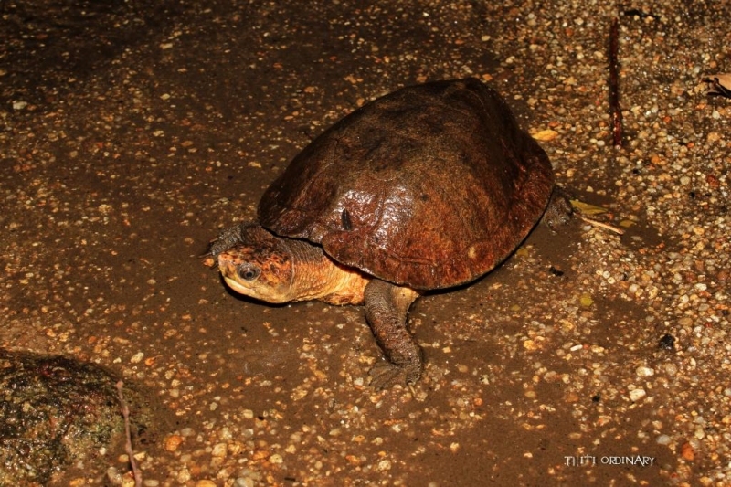 Malayan flat-shelled turtle