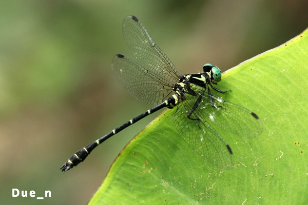 Microgomphus chelifer ตัวผู้