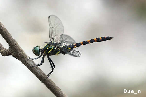 Onychothemis testacea ตัวผู้