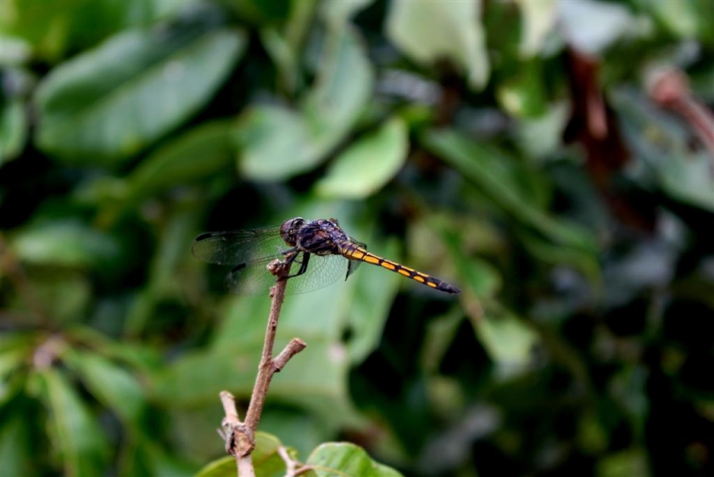 img_2517_large.jpg