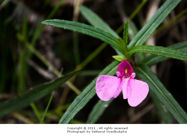 Impatiens chinensis