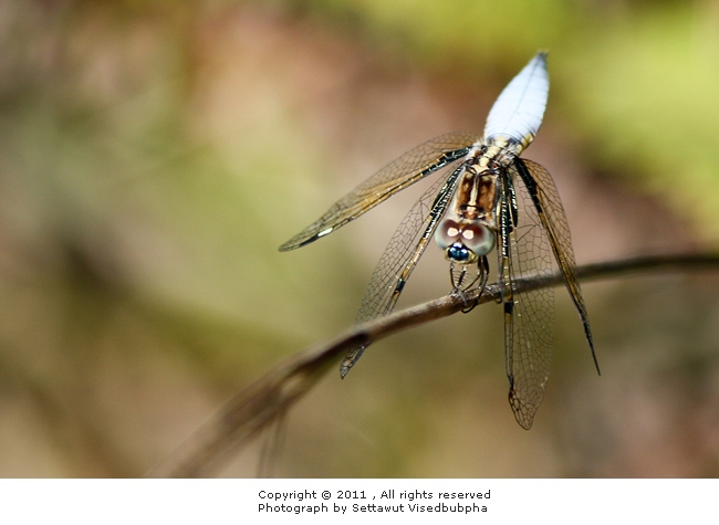 Paplopleura sexmaculata