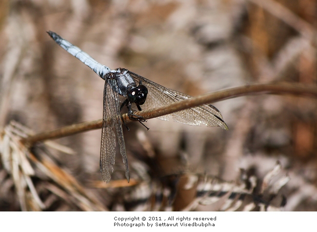 Orthetrum glaucum