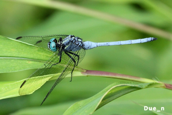 แมลงปอบ้านเสือหน้าขาว Orthetrum luzonicum ตัวผู้