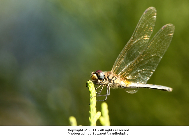 Trithemis aurora