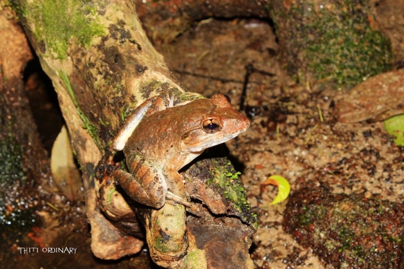 Giant asian river frog