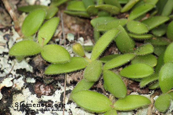 เบี้ยไม้ใบขน (Trichotosia dasyphylla)