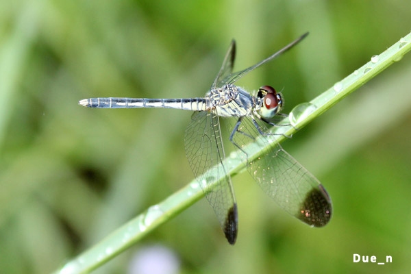 Diplacodes nebulosa