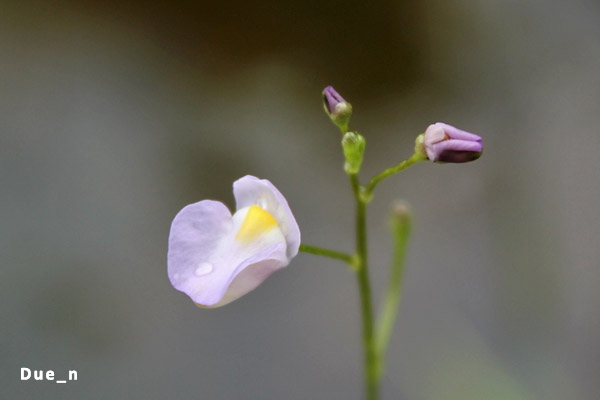 Utricularia punctata