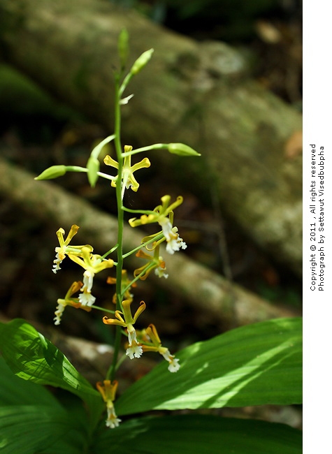 เอื้องกลีบเกลียว Cephalantheropsis obcordata