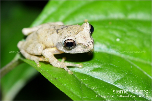 ตัวนี้ใช่ ปาดลายเลอะภูเขา Kurixalus carinensis ไหม ?