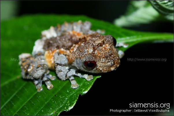 ปาดตะปุ่มเล็ก Theloderma asperum 