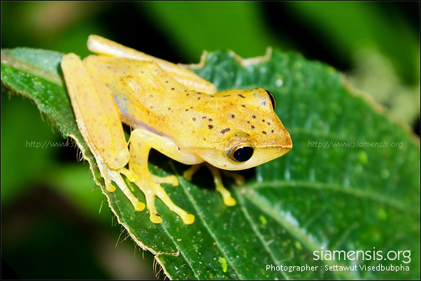 ปาดแคระขาเรียว Aquixalus gracilipes