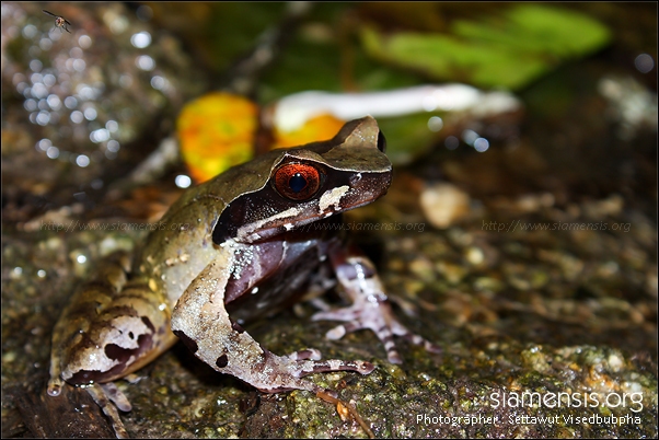 อึ่งกรายห้วยใหญ่ Xenophrys major