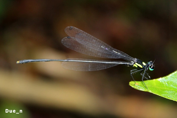 Coeliccia yamasakii