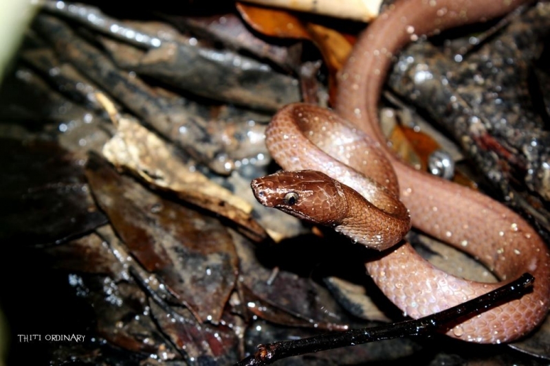 Brown wolf snake