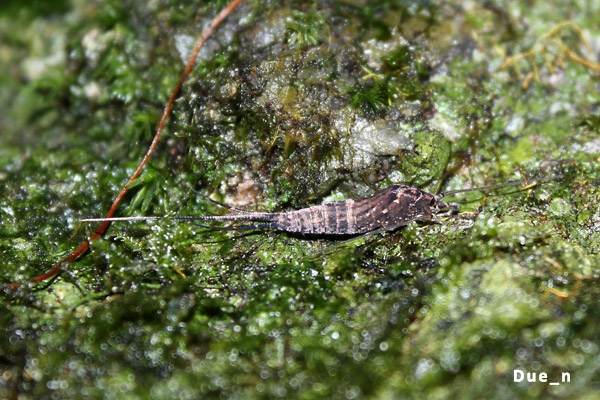 bristletails แมลงสามง่ามหัวเล็ก