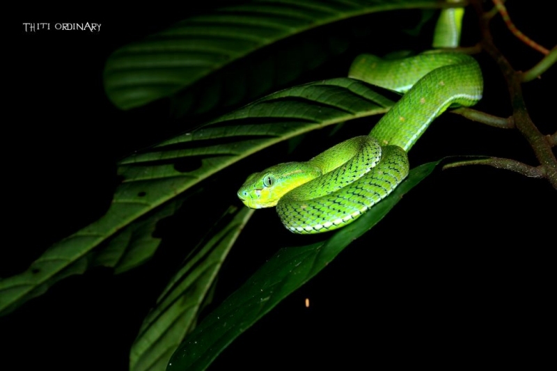 งูแก้วหางแดง Hagen's pitviper