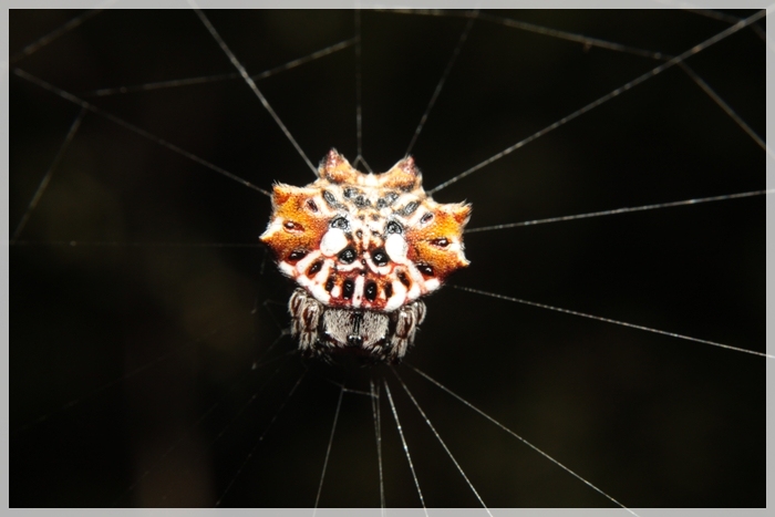 Gasteracantha mammosa รึเปล่า ดูแปลกๆ