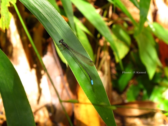 ได้ข่าวว่า endemic หรือเปล่า?