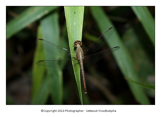 Neurothemis intermedia atalanta