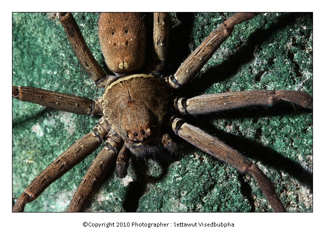 Heteropoda sp.