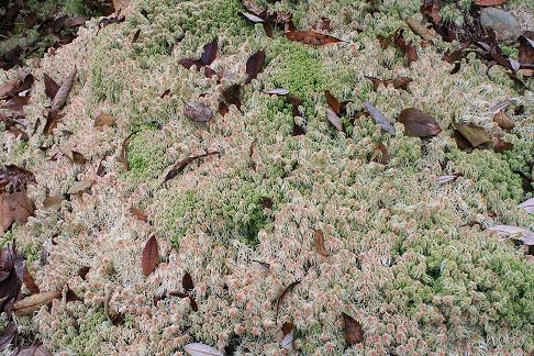 มอสข้าวตอกฤาษี (ชื่อวิทยาศาสตร์ Sphagnum moss) เป็นมอสที่มีขนาดใหญ่ พบได้ในพื้นที่ๆมีความชื้นสูงและมักจะเป็นพื้นที่มีแสงน้อย ความสูงตั้งแต่ 2,000 เมตรจากระดับน้ำทะเลปานกลางขึ้นไป อ่างกา ยอดดอยอินทนนท์