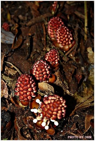 กากหมากตาฤาษี ชื่อวิทยาศาตร์ Balanophora fungosa ssp. indica พบได้ระหว่างทางเดินป่ากิ่วแม่ปาน อินทนนท์