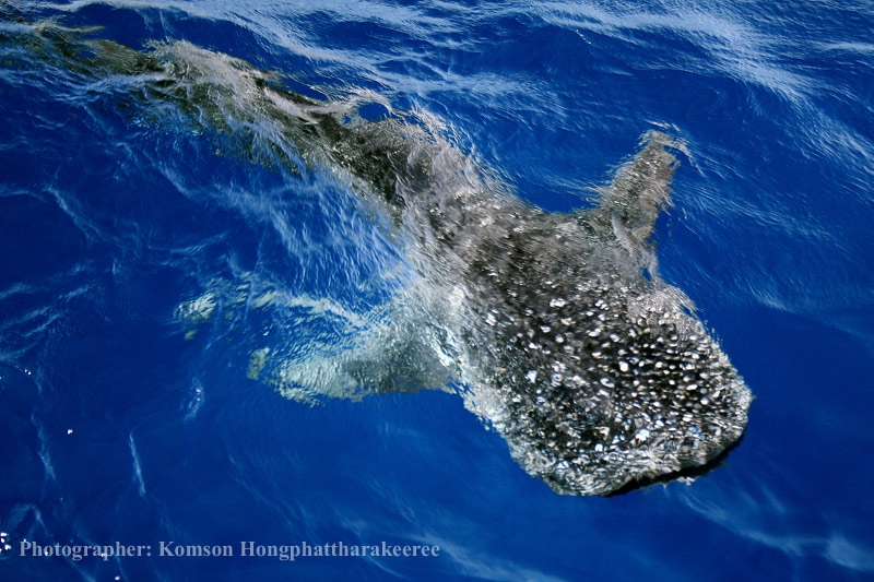 Whale shark2