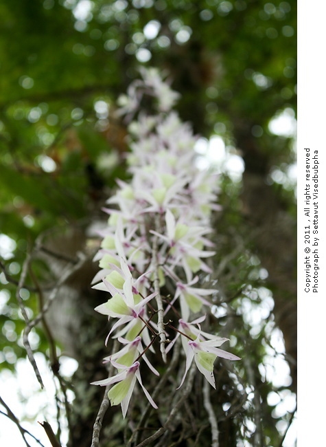 เอื้องสายล่องแล่ง Dendrobium aphyllum