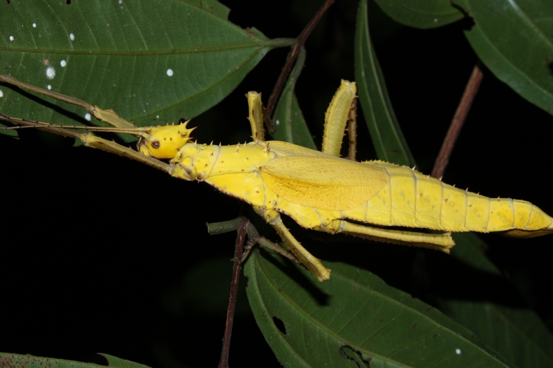 ตั๊กแตนกิ่งไม้ขาหนามมลายู Heteropteryx dilatata ซึ่งเป็นความแปรผันของสี จากปกติสีเขียว แต่ตัวนี้เป็นสีเหลือง *ภาพโดย: เสฎฐวุฒิ วิเศษบุปผา