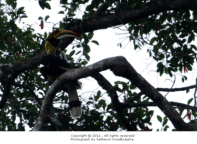 Great Hornbill