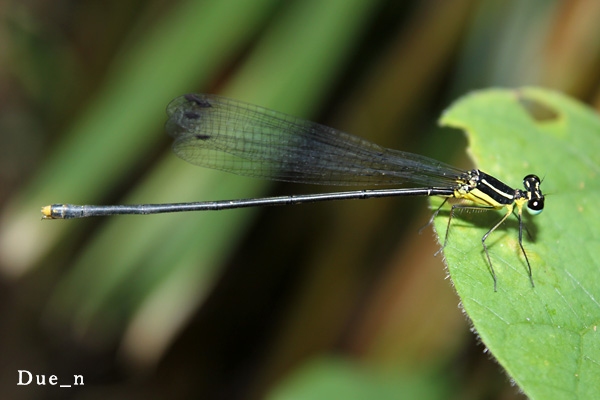 damselfly