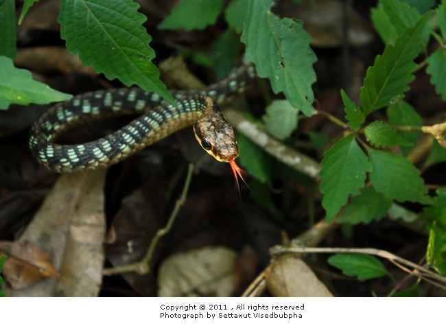 Cohn's Bronzeback