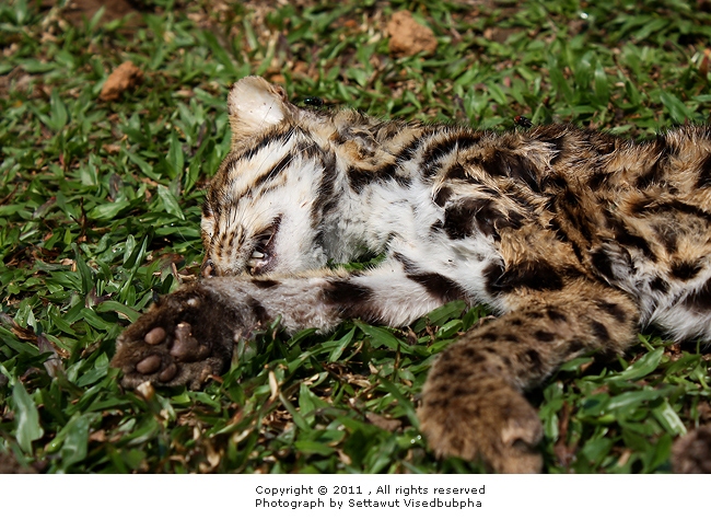 Leopard Cat