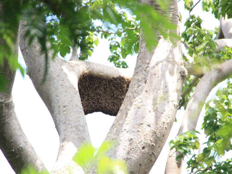 รังผึ้งใหญ่มาก