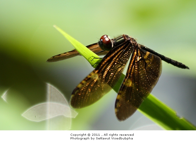 Rhyothemis obsolescens