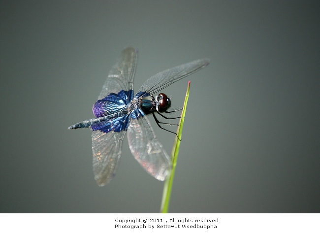 Rhyothemis triangularis 