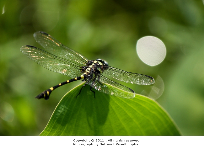 Ictinogomphus decoratus melaenops