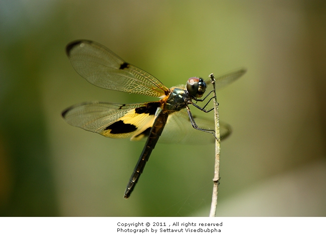 Rhyothemis phyllis