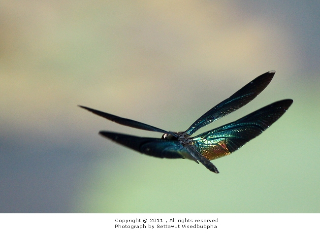 Rhyothemis plutonia