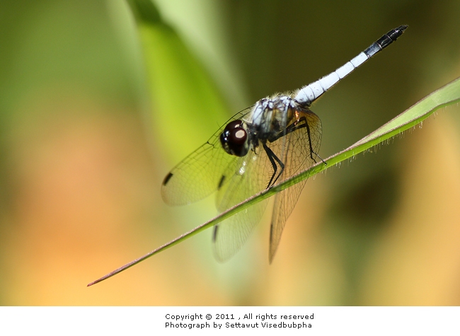 Aethriamanta gracilis