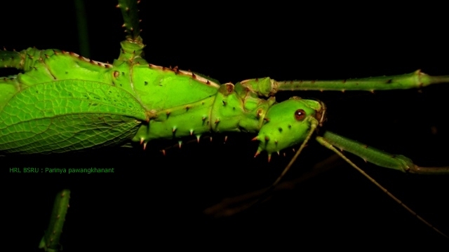 female jungle nymph 