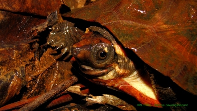 Malayan flat shelled turtle