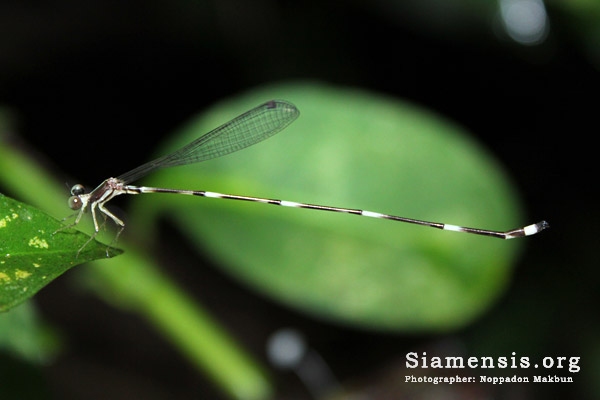 แมลงปอเข็มรำไรปล้องขาว Protosticta curiosa