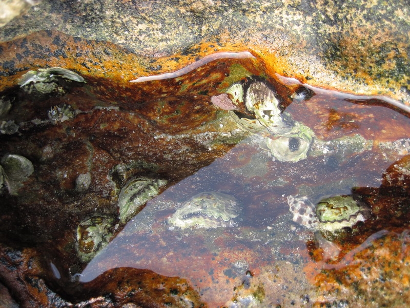 หอยตัวเล็ก ๆ ที่พบในแอ่งน้ำขังบนโขดหิน